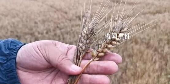河南下撥2億用于小麥烘干 確保農民收益