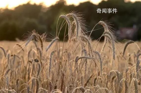 河南麥收季遇10年最嚴重“爛場雨” 河南小麥受災影響幾何?