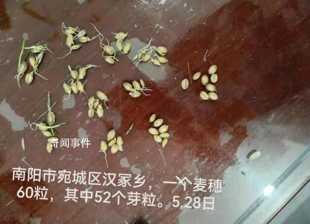 河南農戶陷搶收之困:家里小麥全受災