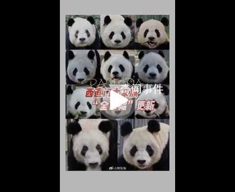 丫丫加入西直門群聊 你臉盲了嗎