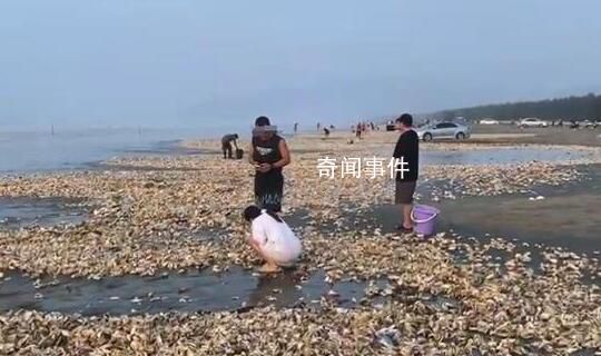 疑臺風刮來遍地生蠔 居民撿200斤