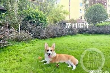 “殺狗嚇妻”男子被拘 4大疑問待解
