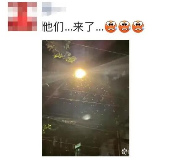 上海白蟻來襲 網友：太嚇人了