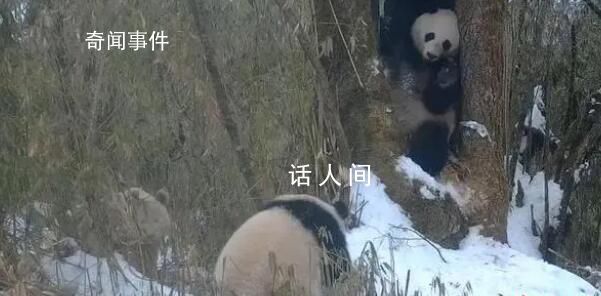 全球唯一白色大熊貓的媽媽可能是它 白色大熊貓是白化病嗎