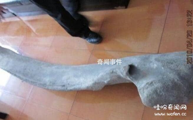 月坨島巨型骨頭未解之謎 非常像是恐龍的骨頭