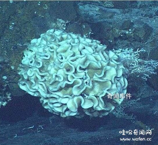 海底9萬米有多恐怖水熊蟲 海底1000000米有什么可怕的生物
