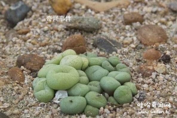 世界上最獨特的石頭：茴香石 茴香石是怎么來的呢