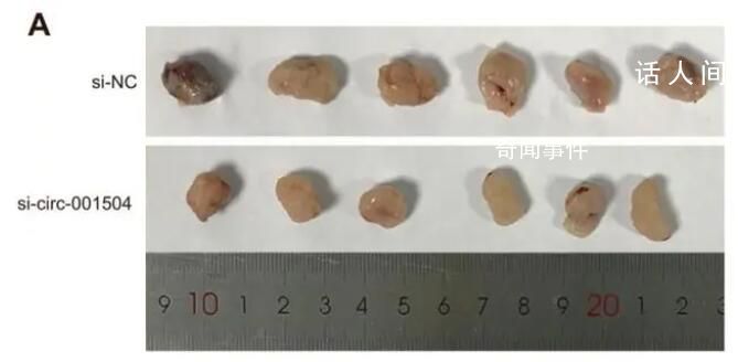 4篇論文現同一劃痕鋼尺3篇遭撤稿 涉吉林大學蘭州大學青島大學
