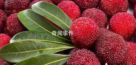 潮汕人吃楊梅真是腦洞大開(kāi) 只要吃著口感好什么吃法都可以