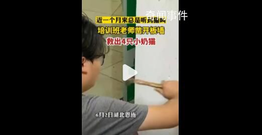 男子用錘子鑿墻壁救出4只小貓 貓媽媽懷孕時從天花板上進去的