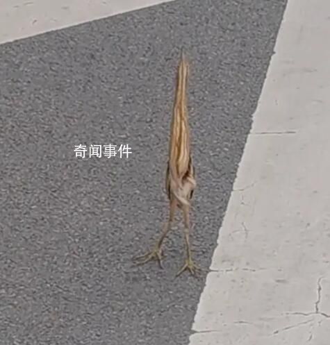 男子路遇紙片鳥一查竟是國保動物 樣子十分奇特