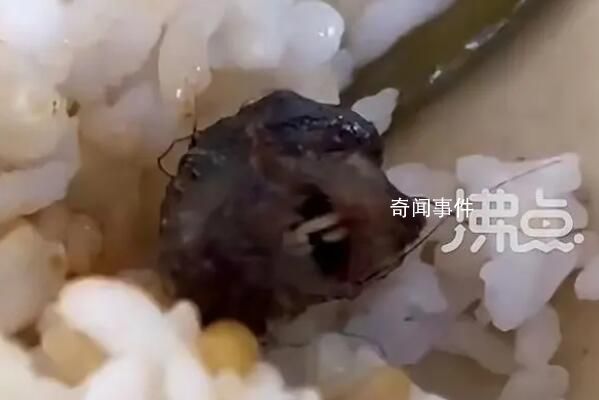 媒體:長牙的鴨脖令人如鯁在喉