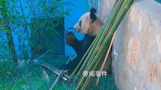 丫丫最新視頻:抓起竹子就開啃