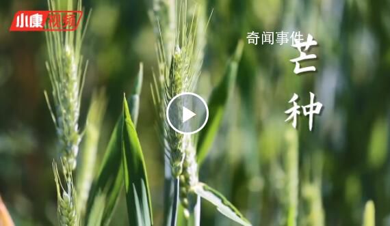 芒種忙什么 芒種節氣的特點和風俗是什么