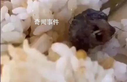 到底是鼠是鴨不應該這么難查 事件仍在調查