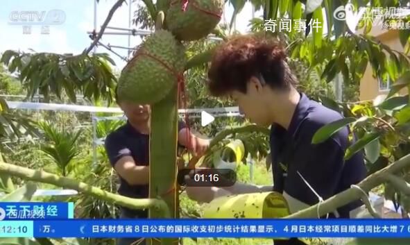 首批國產榴蓮預計本月上市 國產榴蓮要來了
