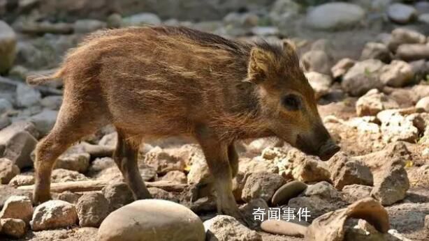 小野豬動物園打工每天翻地 引起了廣泛關注