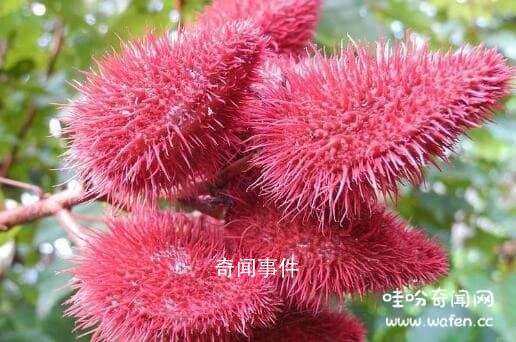 亞馬遜雨林的吃人植物有哪些 食人花真的會吃人嗎