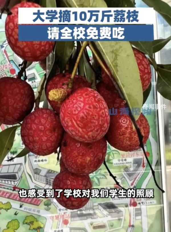 大學摘10萬斤荔枝請學生免費吃 網友：羨慕已經說累了