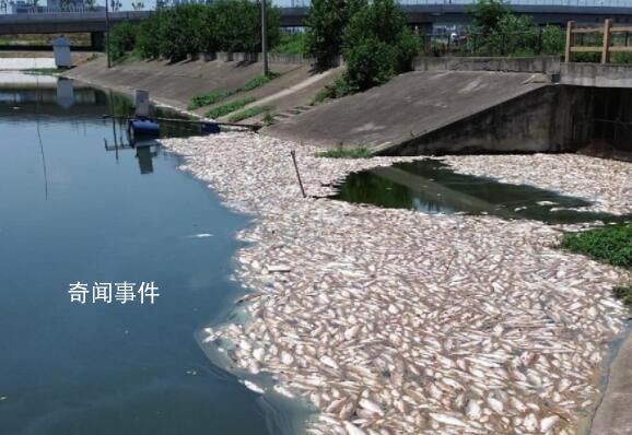 合肥一魚塘7萬斤魚突然死亡 損失得上百萬了