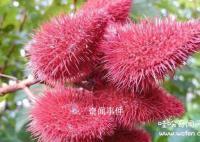 亞馬遜雨林的吃人植物有哪些 食人花真的會吃人嗎