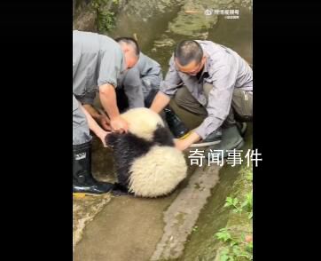 大熊貓洗澡兩個半人摁半個負責洗 網友：怎么旁邊那個還在悠閑啃竹子不過來看熱鬧