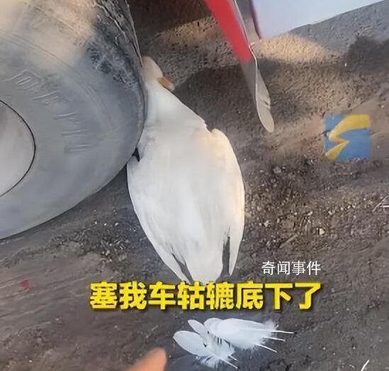 老人把死鴨子塞大貨車車輪下訛司機 詳情令人哭笑不得