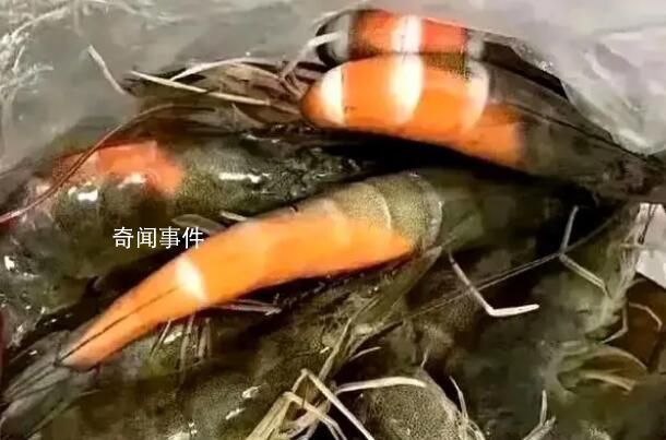 在廣東買蝦還沒到家就熟了 塑料袋里的蝦很新鮮但有的地方已經紅了