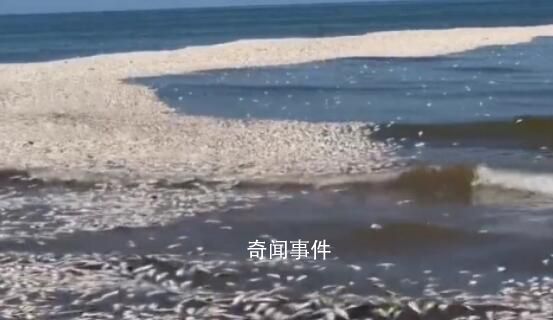 美國一地數千條鯡魚突然死亡 原因是近海淺水區缺氧