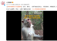 貴州“美猴王”打坐冥想 網友：這是個懂養生的猴