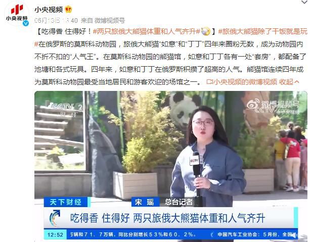 兩只旅俄大熊貓體重和人氣齊升 吃得香住得好