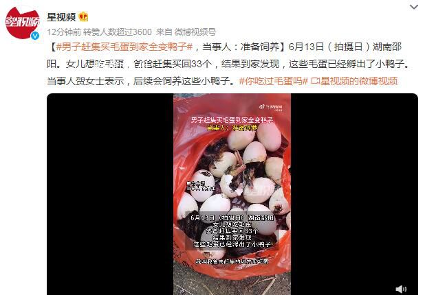 男子趕集買毛蛋到家全變鴨子 稱后續會飼養這些小鴨子