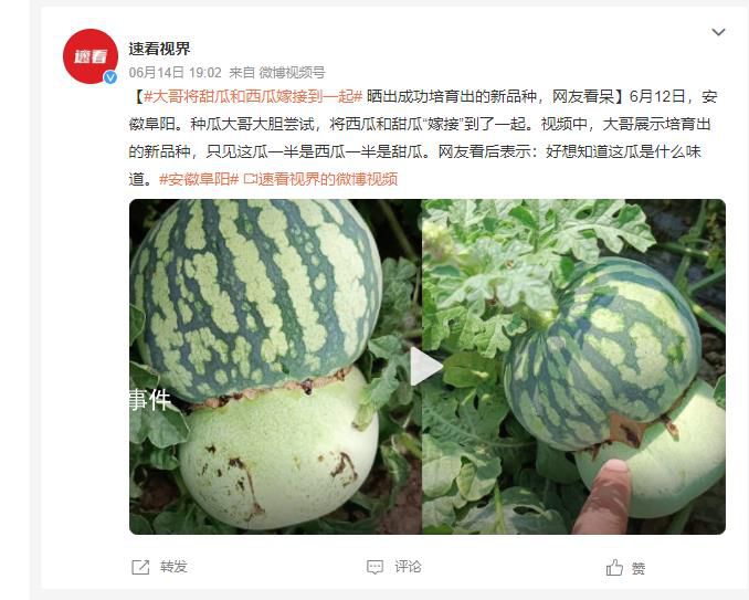 男子突發奇想將甜瓜和西瓜嫁接 好想知道這瓜是什么味道
