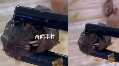 “鼠頭”異物當日被食堂丟棄 判定異物為老鼠類嚙齒動物的頭部
