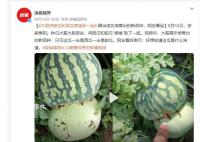 男子突發奇想將甜瓜和西瓜嫁接 好想知道這瓜是什么味道