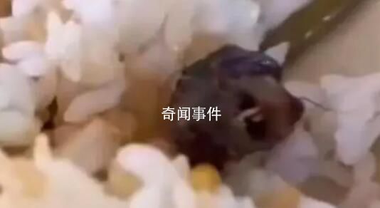 吃了被老鼠污染的食物怎么辦?