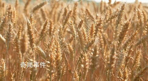 這些地方變身“曬糧場” 這一暖心舉動獲眾多網友點贊