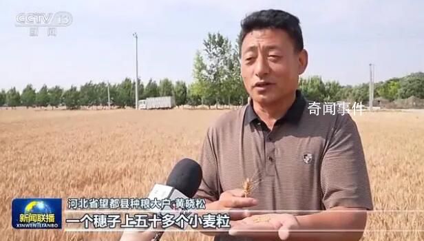 穩產保豐 小麥主產區有這些舉措