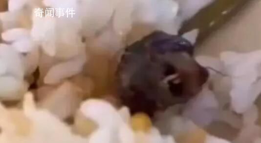 媒體:指鼠為鴨人員面臨何種處分?