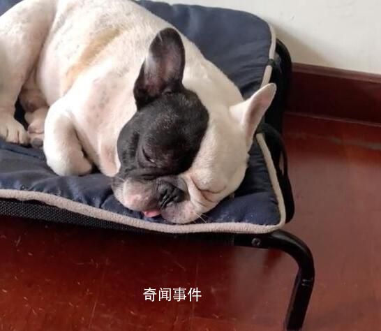 狗狗嫌天熱自己坐電梯回家 網友：你狗子人緣還怪好的呢
