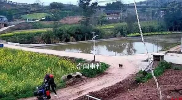 男子騎車偷狗被攔推倒老人獲刑 老太阻攔男子偷狗被對方推入菜地受傷