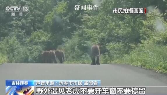 居民駕車偶遇東北虎一家散步被堵 這樣的經歷你想不想體驗一次