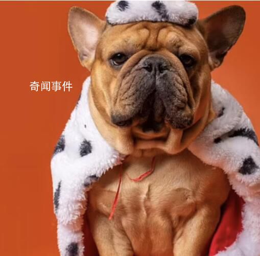美國億萬富翁91萬招聘狗保姆 為狗定制個性化鍛煉制度
