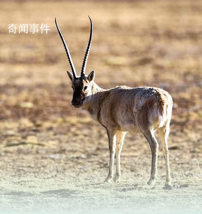 牢牢守住生態保護紅線 生態保護紅線制度為生態環境保護提供了一種全新模式