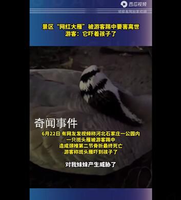 景區網紅大雁被游客踢中要害離世 游客表示它嚇到自己的妹妹