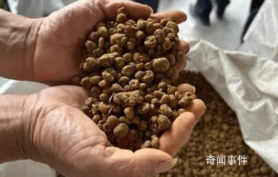 浙江一藥農(nóng)賣元胡10分鐘賺52萬(wàn)元 業(yè)內(nèi)稱40年未遇