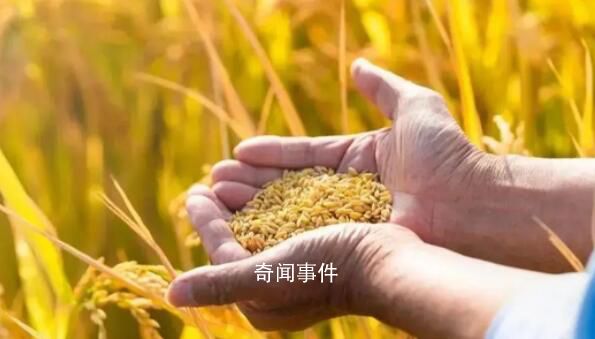 糧食安全向更高層次躍升 全方位夯實糧食安全根基