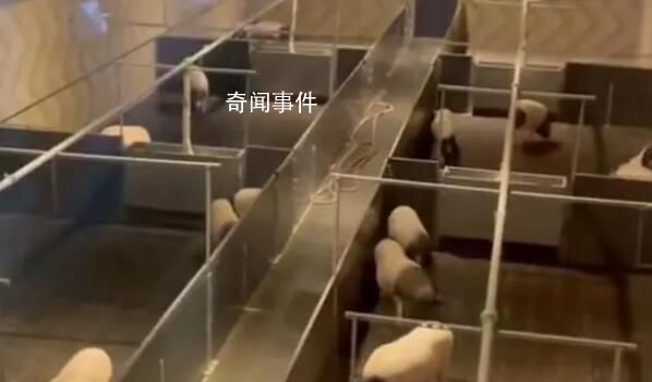 8888元豬景房為何能賣這么貴 你想住豬景房嗎