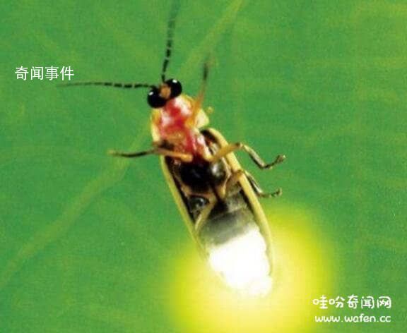 揭秘地球生物發光未解之謎 生物發光原理是怎么樣的