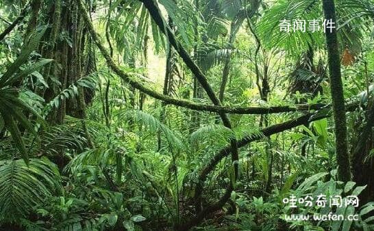 地球之肺是哪片熱帶雨林 地球之肺是什么生態系統
